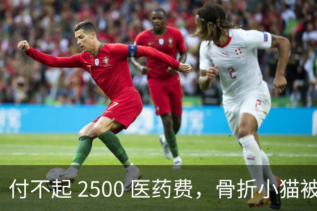 付不起 2500 医药费，骨折小猫被丢在地铁站口，3小时后一瘸一拐自己回到医院，猫：我还想活！